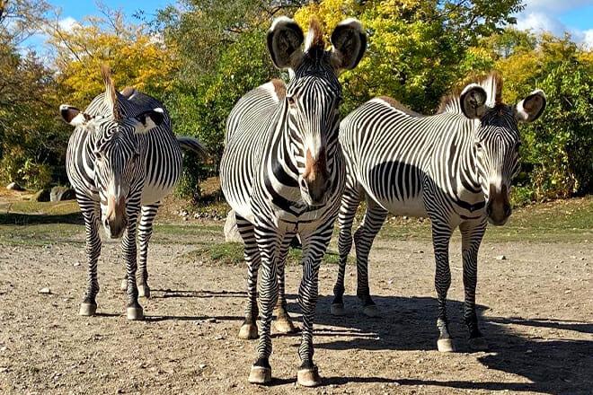 Toronto Zoo