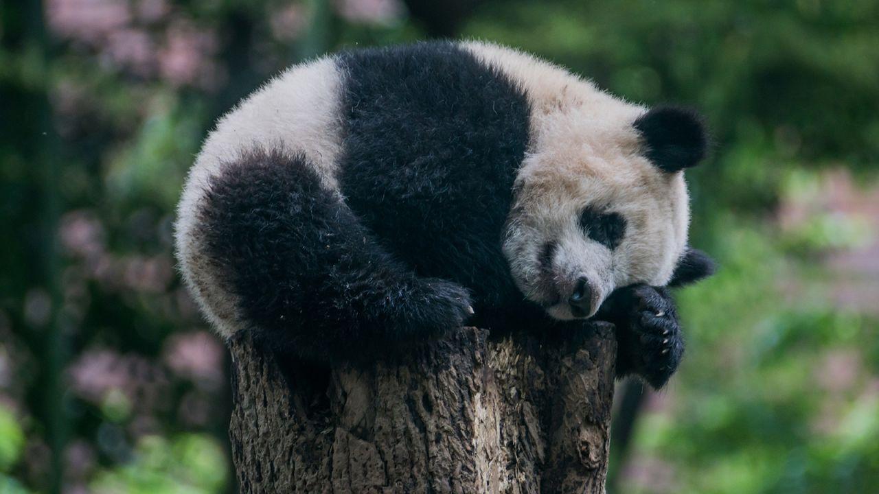 Xiang Xiang, a panda cub born in 2017, is the unofficial symbol of Ueno Park.